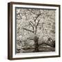 Hamption Magnolia II-Alan Blaustein-Framed Photographic Print