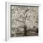 Hamption Magnolia II-Alan Blaustein-Framed Photographic Print