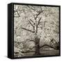 Hamption Magnolia II-Alan Blaustein-Framed Stretched Canvas