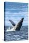 Hampton Beach, New Hampshire - Humback Whale-Lantern Press-Stretched Canvas