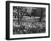 Hampton Court Daffodils-Fred Musto-Framed Photographic Print
