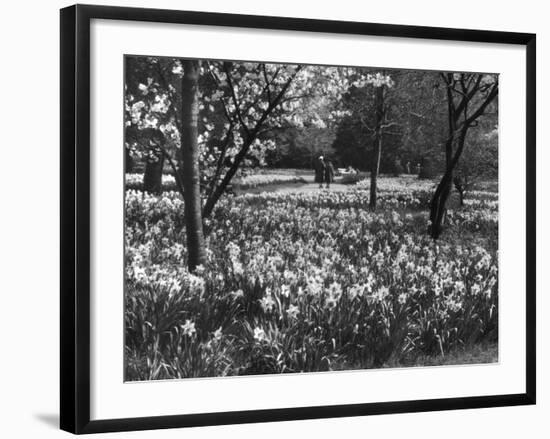 Hampton Court Daffodils-Fred Musto-Framed Photographic Print