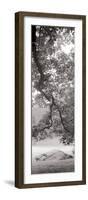 Hampton Field Tree I-Alan Blaustein-Framed Photographic Print