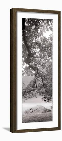 Hampton Field Tree I-Alan Blaustein-Framed Photographic Print