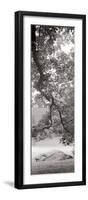 Hampton Field Tree I-Alan Blaustein-Framed Photographic Print