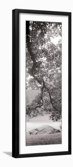 Hampton Field Tree I-Alan Blaustein-Framed Photographic Print