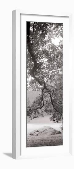 Hampton Field Tree I-Alan Blaustein-Framed Photographic Print