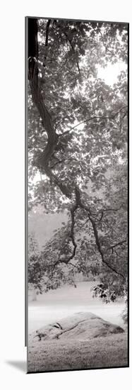 Hampton Field Tree I-Alan Blaustein-Mounted Photographic Print