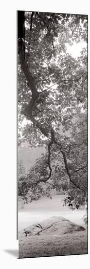 Hampton Field Tree I-Alan Blaustein-Mounted Photographic Print