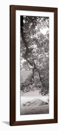 Hampton Field Tree I-Alan Blaustein-Framed Photographic Print