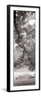 Hampton Field Tree I-Alan Blaustein-Framed Photographic Print