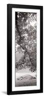 Hampton Field Tree I-Alan Blaustein-Framed Photographic Print