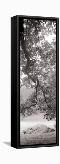 Hampton Field Tree I-Alan Blaustein-Framed Stretched Canvas