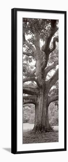 Hampton Field Tree II-Alan Blaustein-Framed Photographic Print