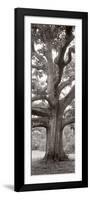 Hampton Field Tree II-Alan Blaustein-Framed Photographic Print