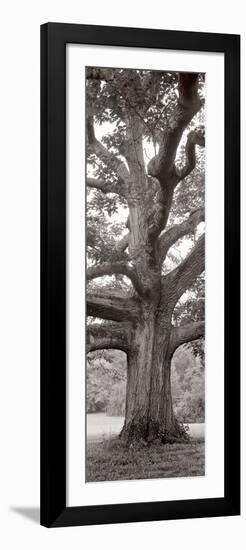 Hampton Field Tree II-Alan Blaustein-Framed Photographic Print