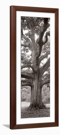 Hampton Field Tree II-Alan Blaustein-Framed Photographic Print