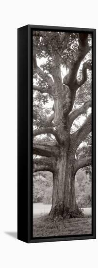 Hampton Field Tree II-Alan Blaustein-Framed Stretched Canvas