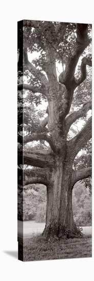 Hampton Field Tree II-Alan Blaustein-Stretched Canvas