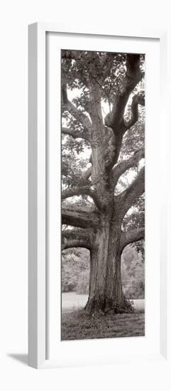 Hampton Field Tree II-Alan Blaustein-Framed Photographic Print