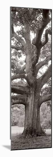 Hampton Field Tree II-Alan Blaustein-Mounted Photographic Print