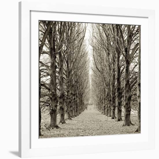 Hampton Gates Promenade III-Alan Blaustein-Framed Photographic Print