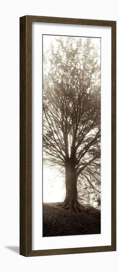 Hampton Gates Tree No. 1-Alan Blaustein-Framed Photographic Print