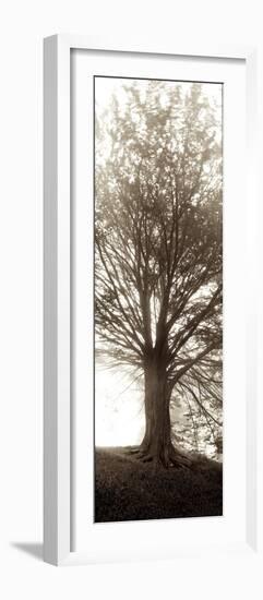 Hampton Gates Tree No. 1-Alan Blaustein-Framed Photographic Print