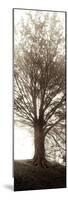 Hampton Gates Tree No. 1-Alan Blaustein-Mounted Photographic Print