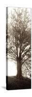 Hampton Gates Tree No. 1-Alan Blaustein-Stretched Canvas