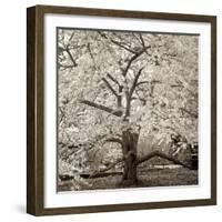 Hampton Magnolia #2-Alan Blaustein-Framed Photographic Print