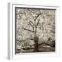 Hampton Magnolia #2-Alan Blaustein-Framed Photographic Print