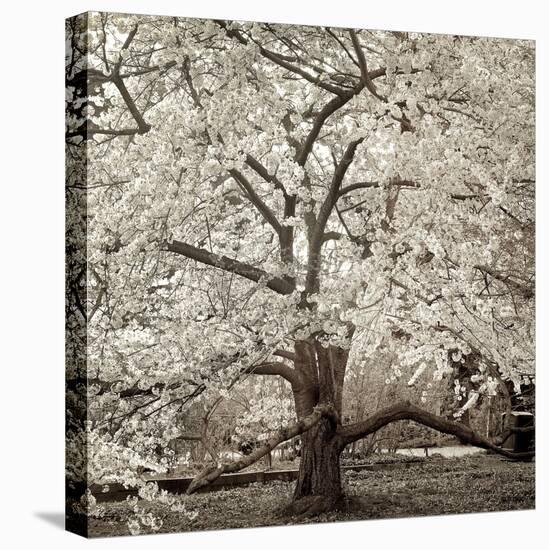 Hampton Magnolia #2-Alan Blaustein-Stretched Canvas