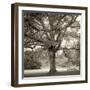 Hampton Maple I-Alan Blaustein-Framed Premium Photographic Print