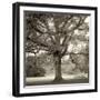 Hampton Maple I-Alan Blaustein-Framed Premium Photographic Print