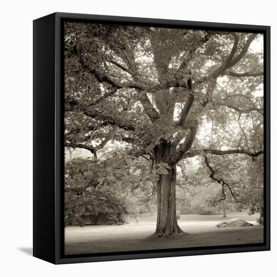 Hampton Maple I-Alan Blaustein-Framed Stretched Canvas