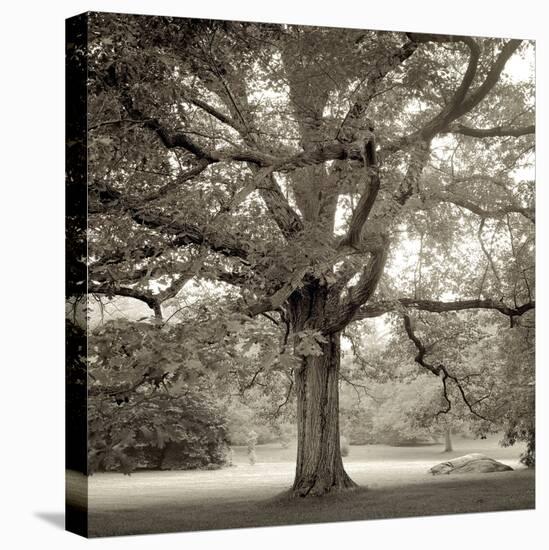 Hampton Maple I-Alan Blaustein-Stretched Canvas