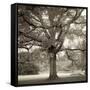 Hampton Maple I-Alan Blaustein-Framed Stretched Canvas