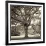 Hampton Maple I-Alan Blaustein-Framed Photographic Print