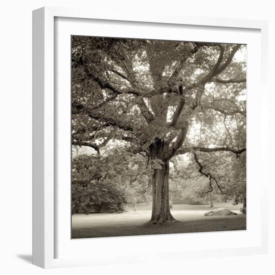 Hampton Maple I-Alan Blaustein-Framed Photographic Print