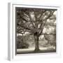 Hampton Maple I-Alan Blaustein-Framed Photographic Print