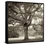 Hampton Maple I-Alan Blaustein-Framed Stretched Canvas