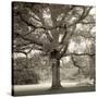 Hampton Maple I-Alan Blaustein-Stretched Canvas