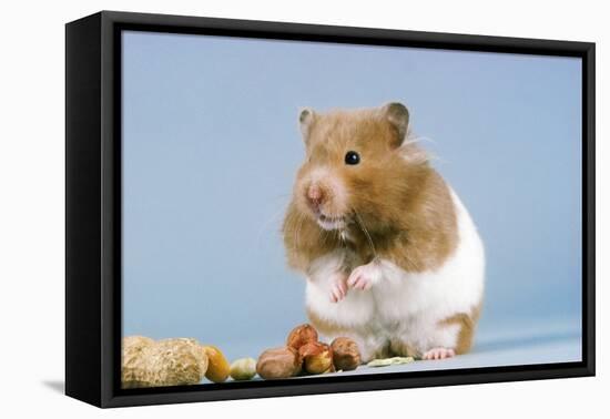 Hamster and Nuts-null-Framed Stretched Canvas