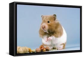 Hamster and Nuts-null-Framed Stretched Canvas