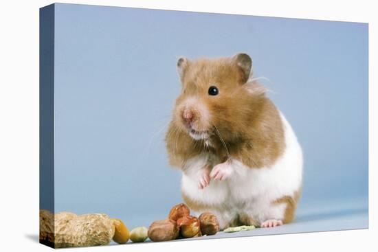 Hamster and Nuts-null-Stretched Canvas