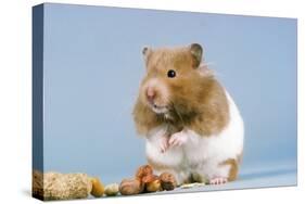 Hamster and Nuts-null-Stretched Canvas