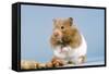 Hamster and Nuts-null-Framed Stretched Canvas