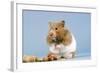 Hamster and Nuts-null-Framed Photographic Print