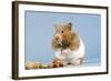 Hamster and Nuts-null-Framed Photographic Print